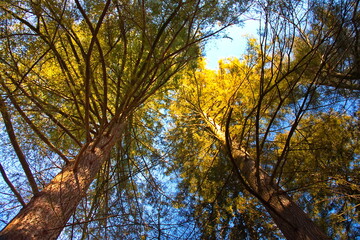 Belgien Urwald Tannenwald Urlaub alter Wald Feenwald Hexenwald Märchenwald Grün Moos Ardennen Belgium primeval forest fir forest holiday old forest fairy forest witch forest fairytale forest green mos