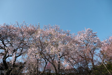 青空の下の満開の桜
