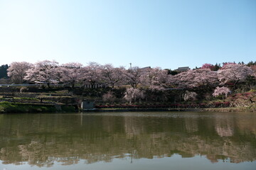 Fototapeta na wymiar 青空の下、池の周りの満開の桜の木 