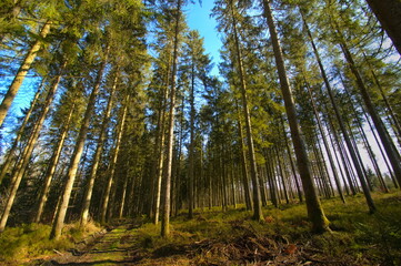 Belgien Urwald Tannenwald Urlaub alter Wald Feenwald Hexenwald Märchenwald Grün Moos Ardennen Belgium primeval forest fir forest holiday old forest fairy forest witch forest fairytale forest green mos