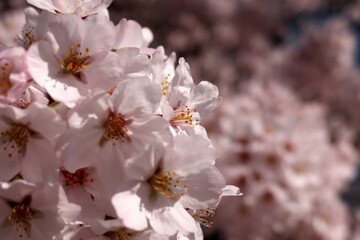満開の桜のクローズアップ
