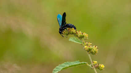 Colorful wasp inspecting a wildflower
