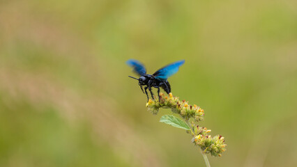 Colorful wasp inspecting a wildflower
