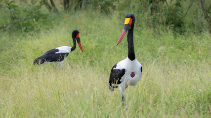 a pair of saddle-billed storks