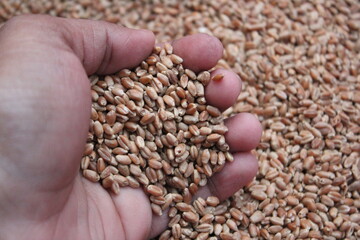 Closeup shot of wheat in the hand