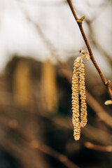 Golden seed pods on branch