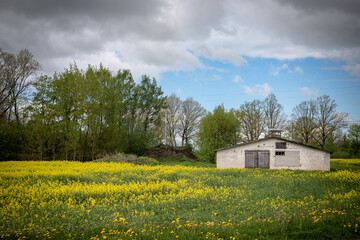 Obraz premium old farm house in blooming dandelion field
