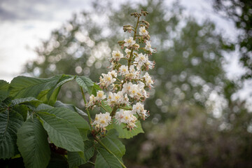 Pretty flowering horse chesnut tree that is also known as a conker tree