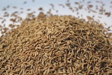 Closeup shot of fresh cumin seeds