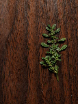 Pilea microphylla plant on wooden table