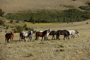 Fototapeta na wymiar Wild Horse Sanctuary 