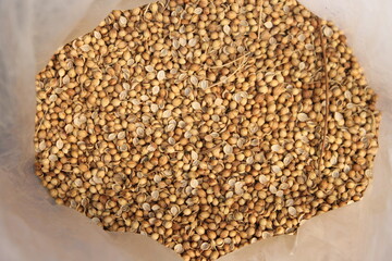 Dried coriander seeds on poly bag