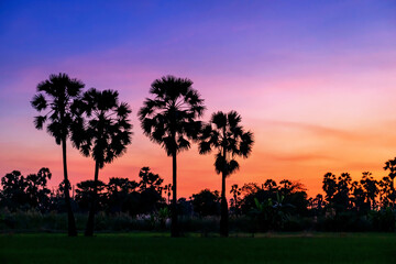 Silhouette sugar palm trees and rice farm at dusk