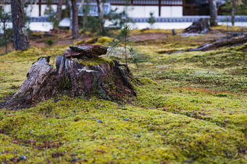 苔と切り株