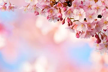 Foto op Canvas 桜の花　青空  © tamayura39