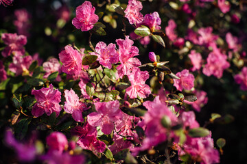 Close-up Rhododendron flowers in garden. Springtime tree, amazing beautiful branches with pink flowers in sunlight.