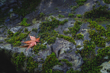 岩に落ちたかえでの葉