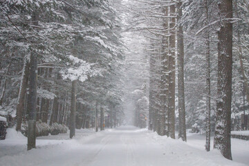 雪の積もった並木道