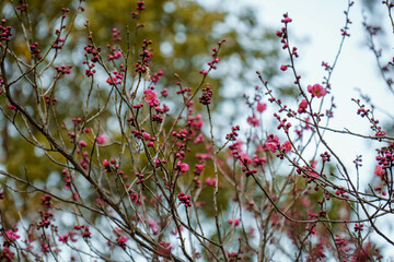 紅梅
