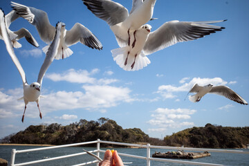 とても楽しいカモメの餌付け