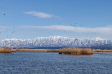 雪山と湖と渡り鳥