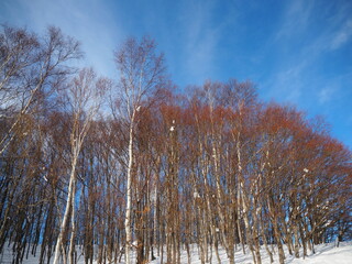 白樺と雪と青空