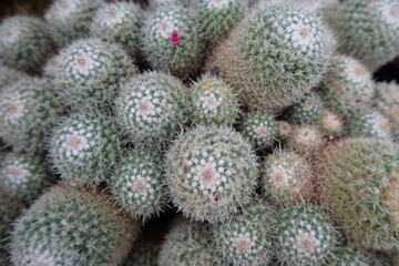 Fototapeta premium Closeup of cactus in a garden.