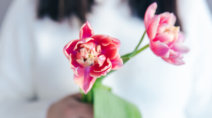 Close-up of pink tulips in female hands.
