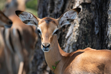 Fototapeta premium Impala