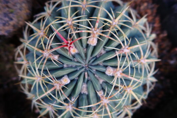 Closeup of cactus in a garden.