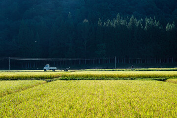 田んぼの草刈り © Snoopy walk