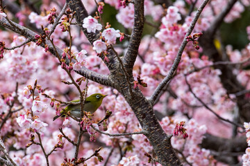 cherry blossom