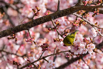 blossom in spring