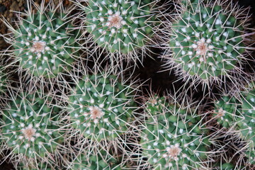 Closeup of cactus in a garden.