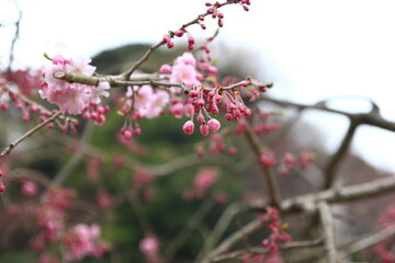 鎌倉の春。建長寺。開花した桜の花と、開花間近の膨らんだつぼみ