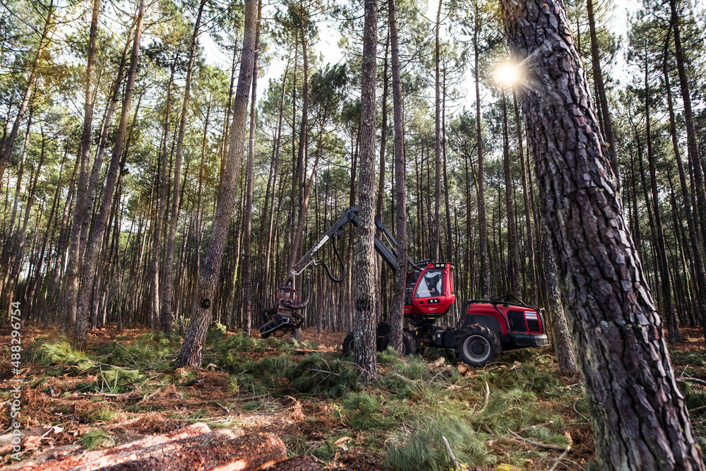 Wall mural harvester machine knocking down a pine tree to clear up the forest