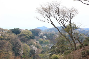 Obraz na płótnie Canvas 鎌倉の春。建長寺の奥座敷、半蔵坊からの眺め。