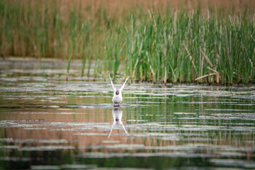 A beautiful seagull flounders in the river on a summer day.