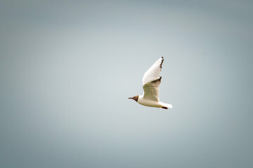 A beautiful seagull is circling over the river on a summer day.