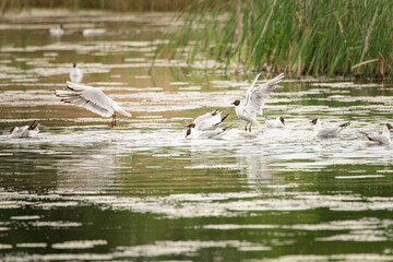 A beautiful seagull flounders in the river on a summer day.