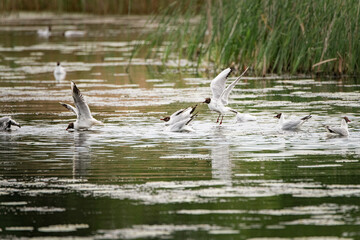 A beautiful seagull flounders in the river on a summer day.