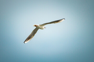 A beautiful seagull is circling over the river on a summer day.
