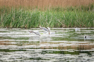 A beautiful seagull flounders in the river on a summer day.