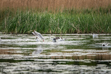 A beautiful seagull flounders in the river on a summer day.