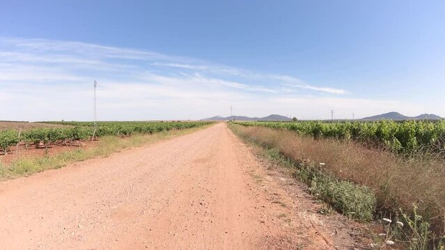 Via de la Plata, a dirt road through huge vineyards next to Almendralejo, province of Badajoz, Extremadura, Spain - dolly