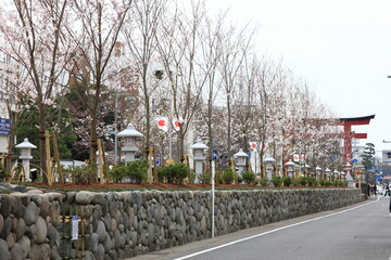 鎌倉の春。段葛。リニューアル工事が行われていた段カズラが2016年3月30日竣工、開通した。桜の木も若木に植え替えられた。