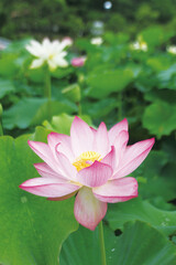 Fototapeta premium ハスの花