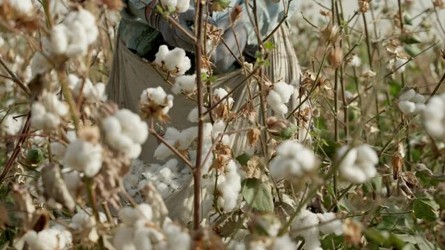 Cotton picker. A farmer in gloves rips off boxes of mature cotton. Cotton field.