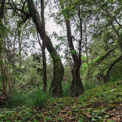 Trees in the forest. Widgee, Queensland, Australia 
