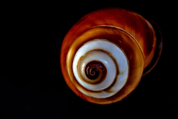 nautilus shell on black